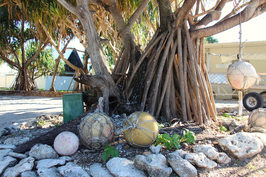A pandanus tree with a cluster of vertical roots reaching up its trunk.