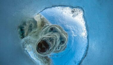 A Seal