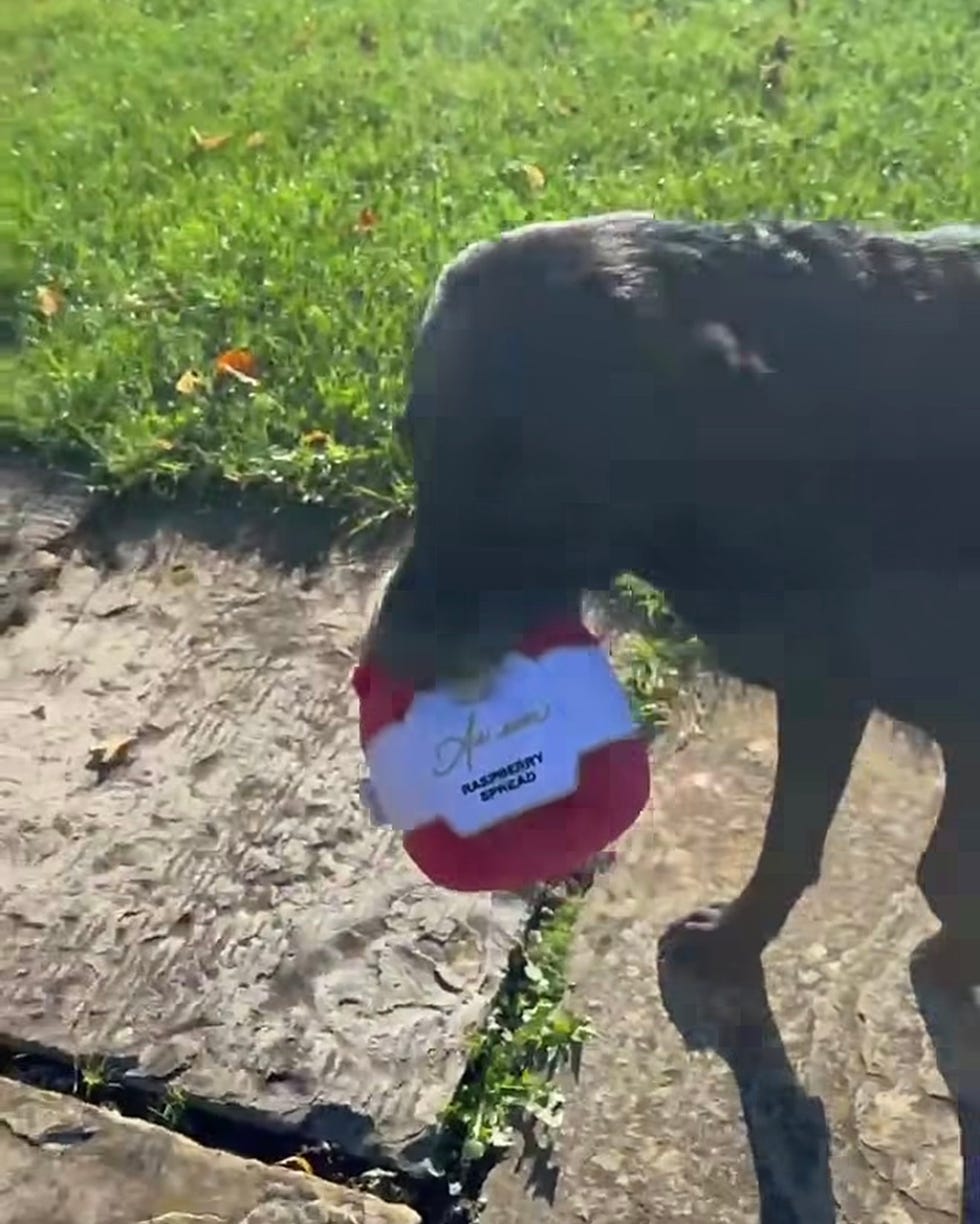 Black dog holding a round raspberry spread container, standing on a gravel path with green grass in the background.