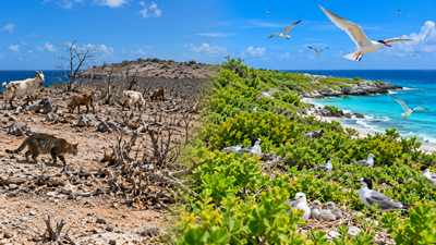 After goats were removed in the 1990s and cats in 2001, Klein Curacao island restored native plants, helping nine bird species breed by 2022
