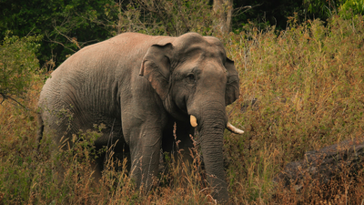 What happens when an elephant loses a tooth? Florida animal exhibitor explains the unusual way these giants grow new teeth