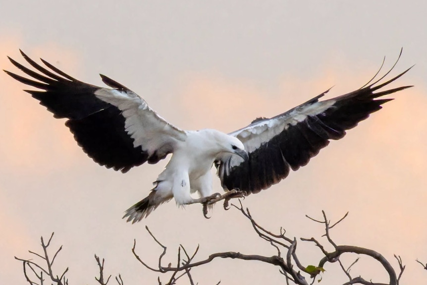 A white-bellied sea eagle descends to land on a tree branch, it's long outstretched wings feature black and white feathers.