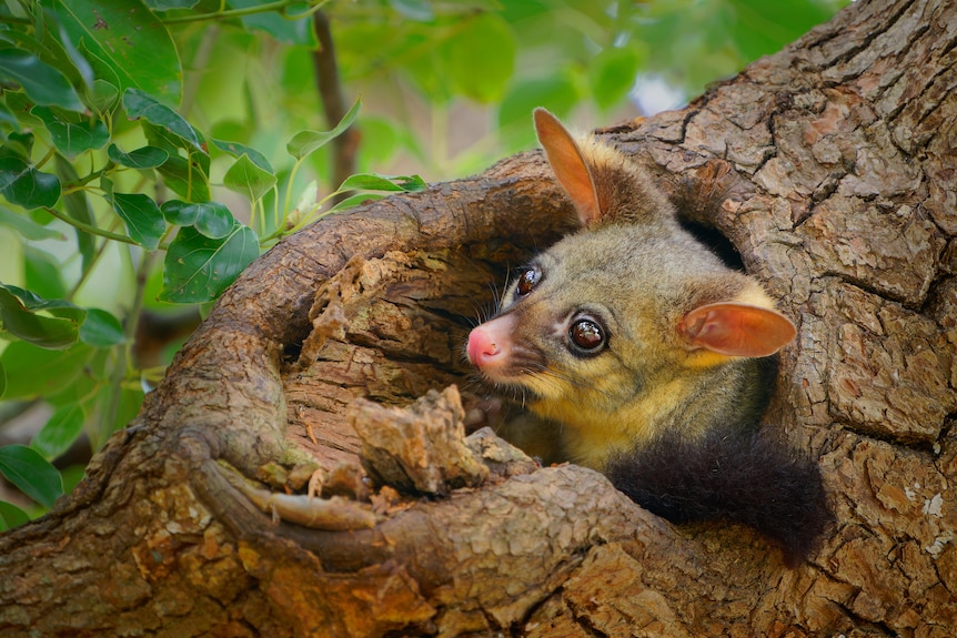 A possum in a tree hollow.