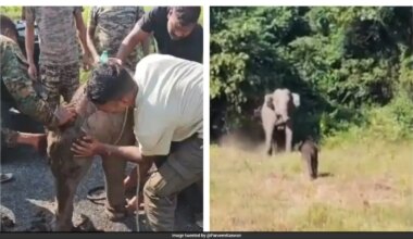 Video: Elephant Calf Separated During Rescue Reunited With Mother After 7 Hours, Heartwarming Clip Wins Hearts