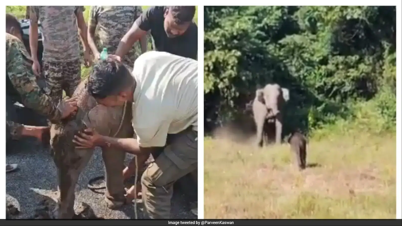 Video: Elephant Calf Separated During Rescue Reunited With Mother After 7 Hours, Heartwarming Clip Wins Hearts