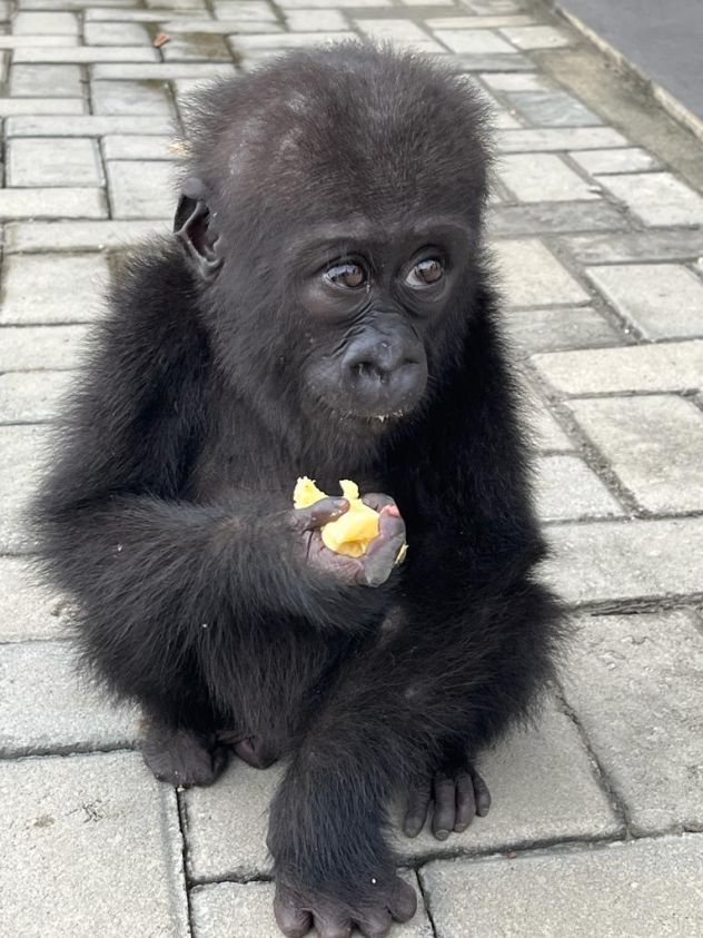 Bili, photographed on the day she was rescued from traffickers in 2023.