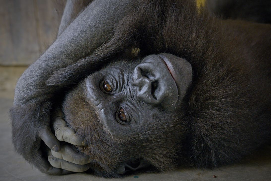 Bili the gorilla in the Republic of Congo. If her rehabilitation continues to go well, she could be moved to a sanctuary run by the government and The Aspinall Foundation, and eventually return to the wild.