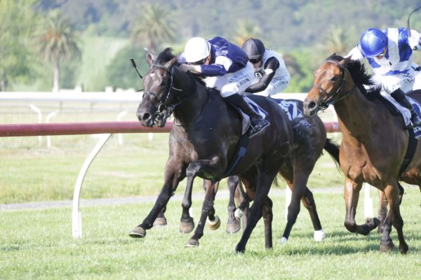 Glamorgan carried Lloyd Williams' silks to victory at Te Aroha on Wednesday. Photo: Kenton Wright (Race Images)