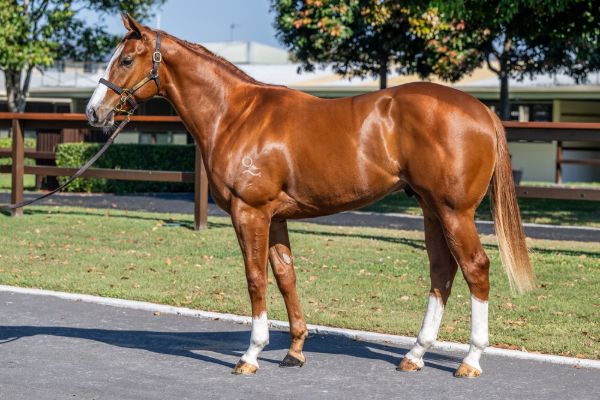 Lot 32 - Stronger colt from Urban Jewel.