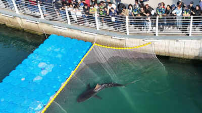 A 10-foot endangered shark trapped in a South Korean canal for more than a month was finally guided toward the open sea; hours after its third rescue attempt, it swam back, leaving officials searching for a new plan