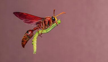 World's best wildlife photography is returning to Adelaide's indoor rainforest with Wildlife Photographer of the Year exhibition