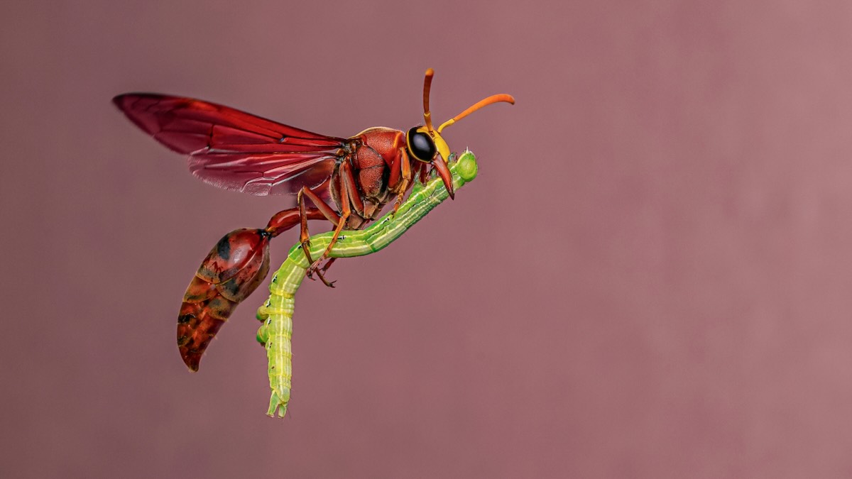 World's best wildlife photography is returning to Adelaide's indoor rainforest with Wildlife Photographer of the Year exhibition