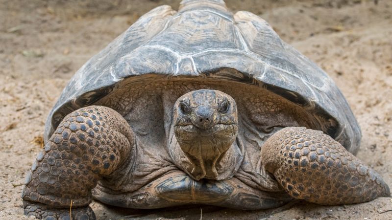 Once near extinction, these giant tortoises now outnumber people in the Seychelles, survey finds