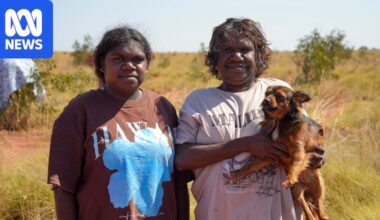 Research shows dingoes in WA's Great Sandy Desert protect native wildlife by eating feral cats
