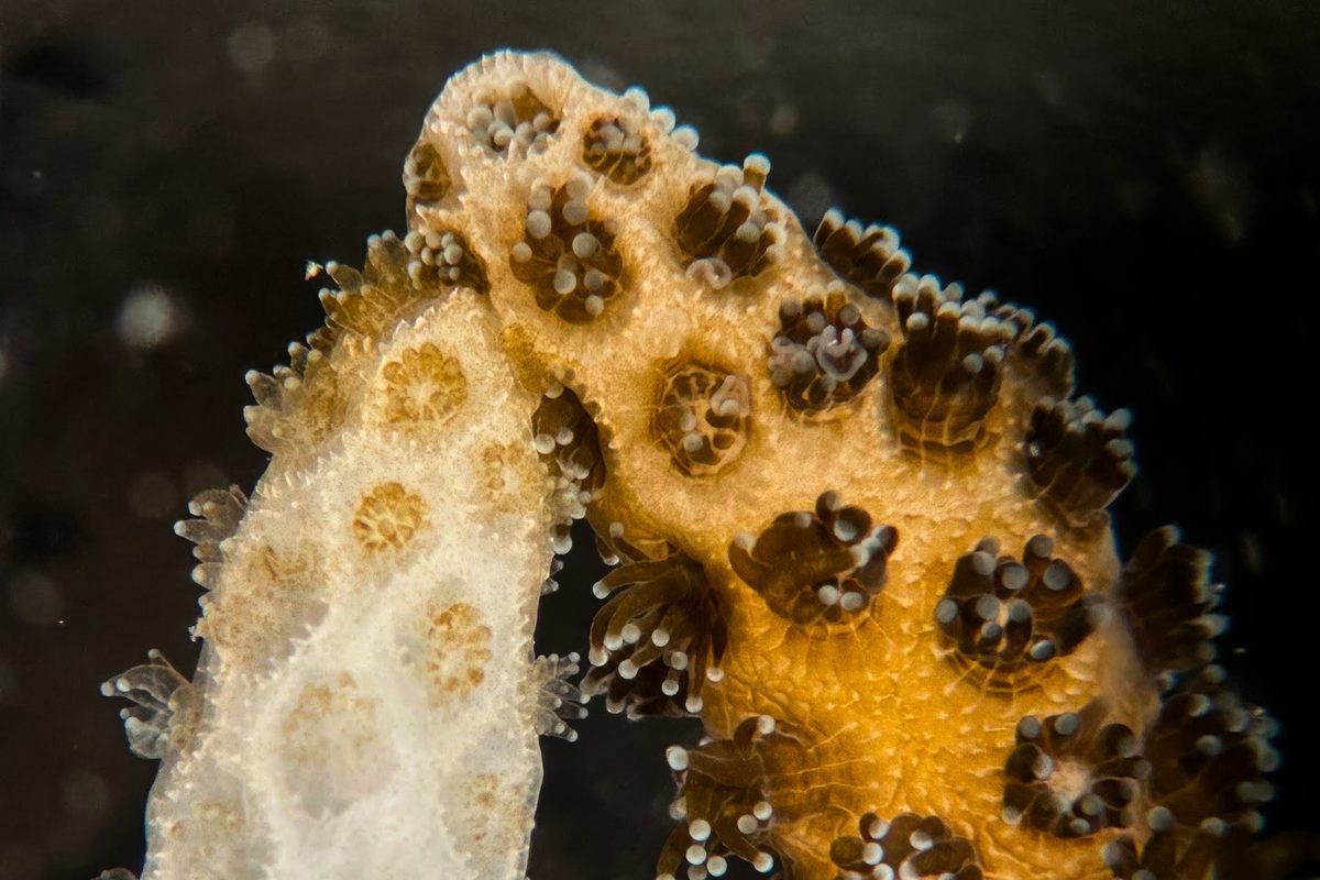 Coral bleaching recovery via symbiont transfer from healthy corals