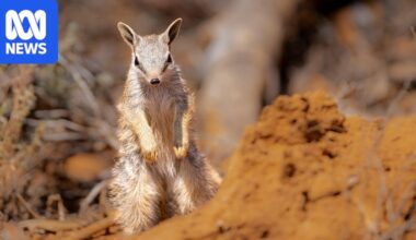 Celebrating a decade of WA's Wheatbelt conservation on the silver screen
