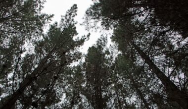 Rates hike of 1260% proposed for Carterton forestry owners
