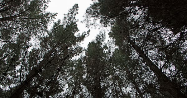 Rates hike of 1260% proposed for Carterton forestry owners