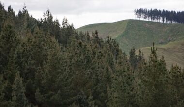 Forestry leaders say 1260% rates hike puts jobs at risk