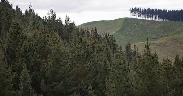 Forestry leaders say 1260% rates hike puts jobs at risk