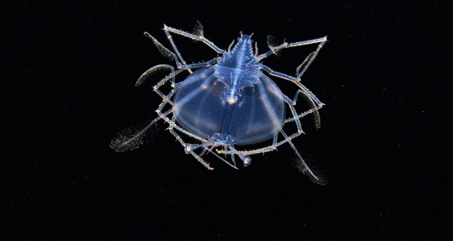 ‘Unsung heroes’ of the sea surface in Gore