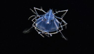 ‘Unsung heroes’ of the sea surface in Gore