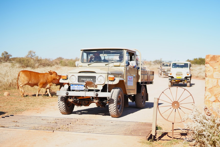 a medium shot of a car going over a grid and a cow