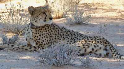Cheetahs disappeared from Zambia's Greater Luangwa for nearly 30 years; six are back as conservationists rebuild the ecosystem