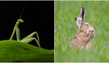 comedy wildlife awards, mantis, brown hair, funny animal photos, nikon