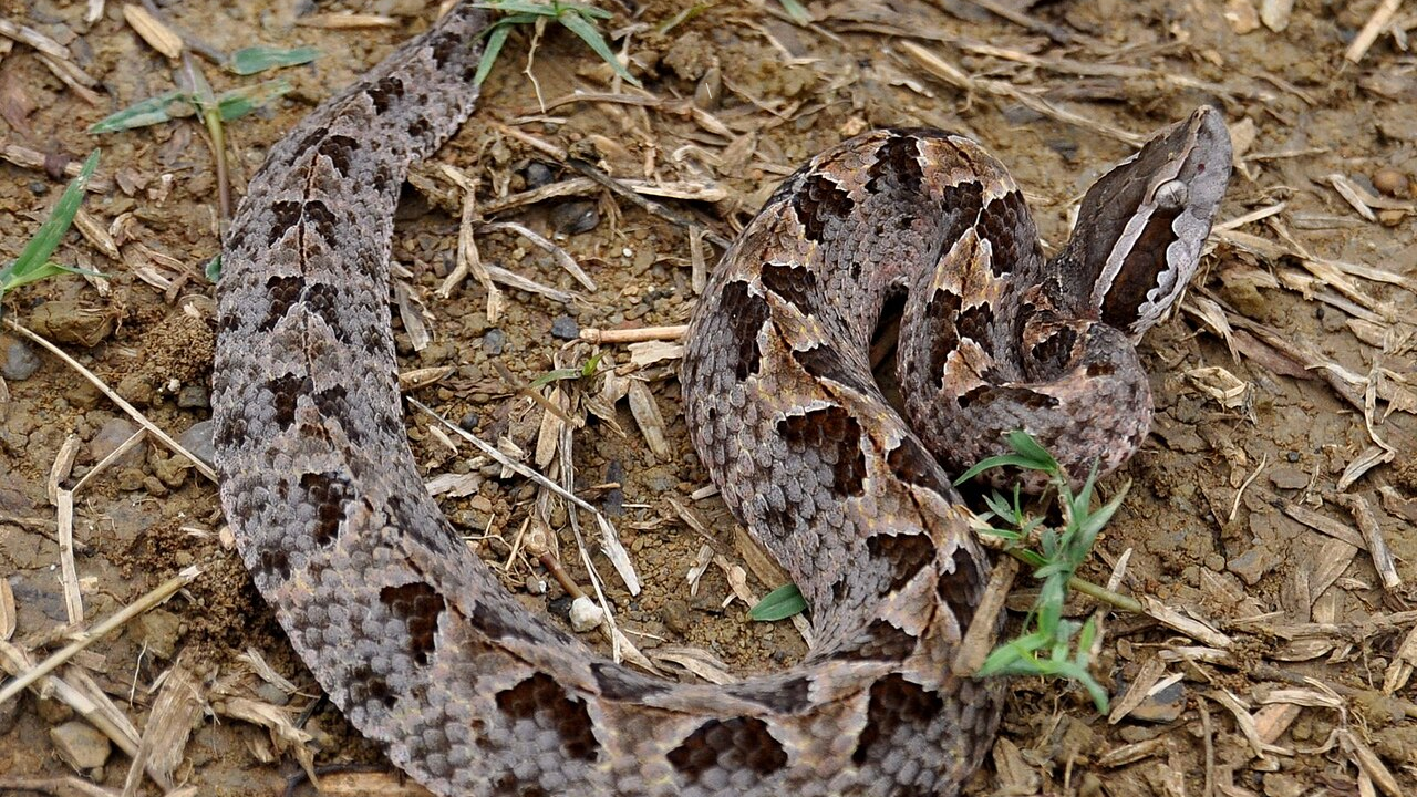 Conservation challenges faced by the Malayan pit viper across its range