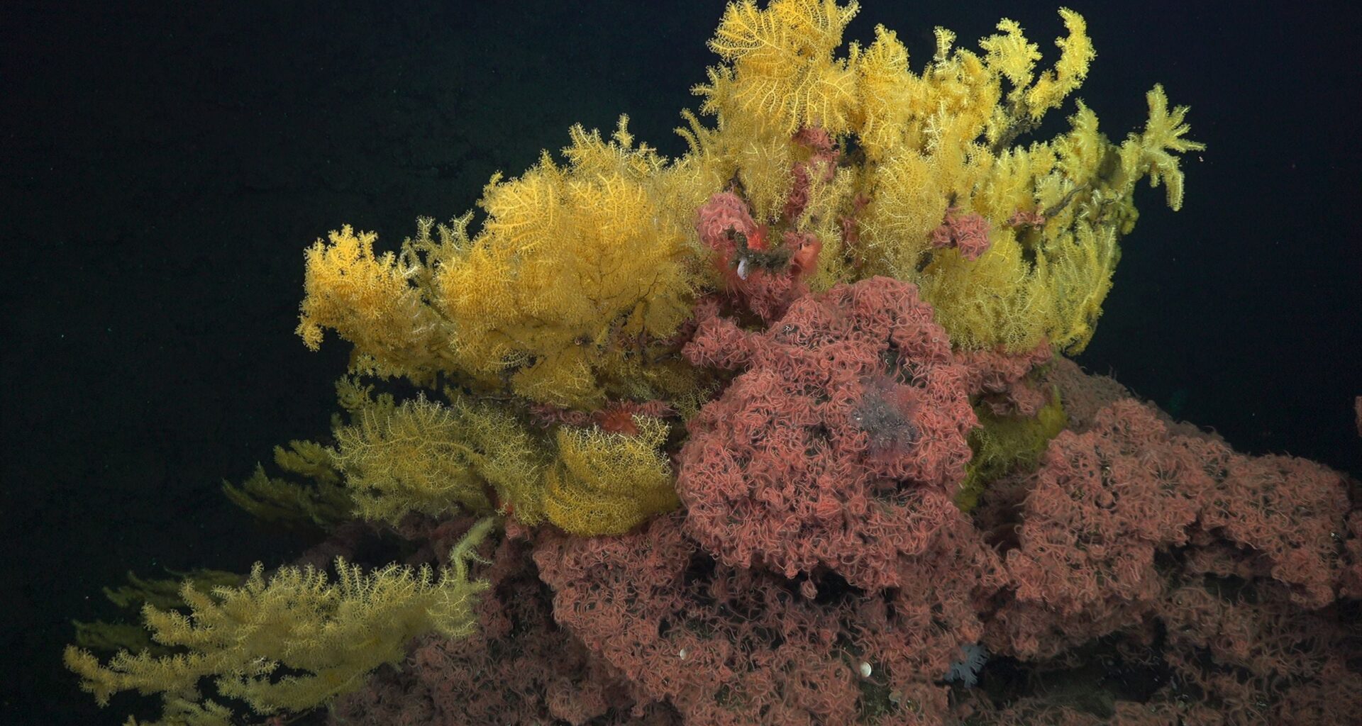 Mysterious 'Golden Tree' Coral Is So Weird, Scientists Had to Create a New Family on The Tree of Life : ScienceAlert
