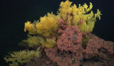 Mysterious 'Golden Tree' Coral Is So Weird, Scientists Had to Create a New Family on The Tree of Life : ScienceAlert