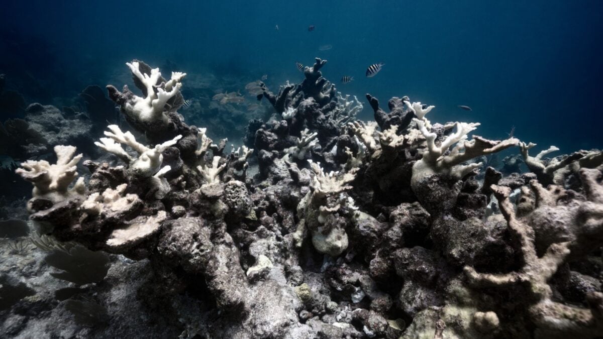 Stanford Just Figured Out How to Lead Dying Coral Reefs to a ‘Fast and Full Recovery’