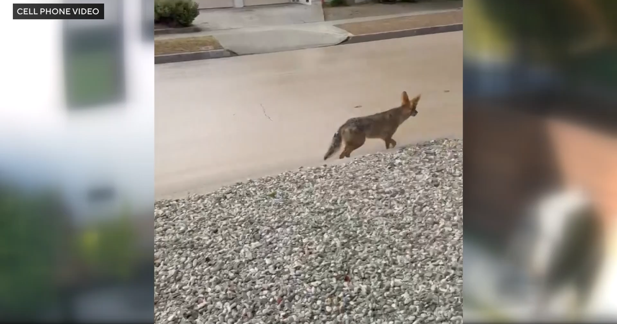 Coyote euthanized after child is injured during interaction in Atwater Village