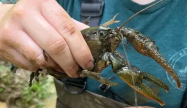 “Crawzilla” was huge. Then scientists found an even bigger crayfish