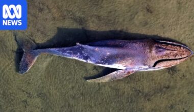 Shark danger in Clarence River after whale carcass removed, marine biologist says