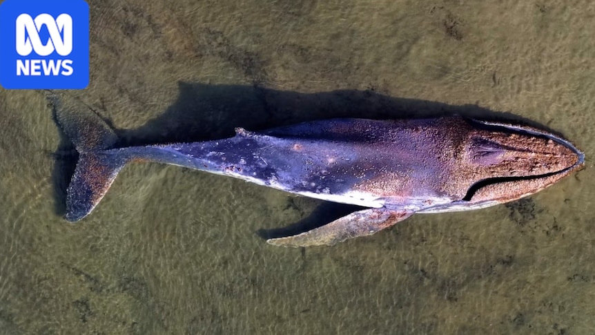 Shark danger in Clarence River after whale carcass removed, marine biologist says