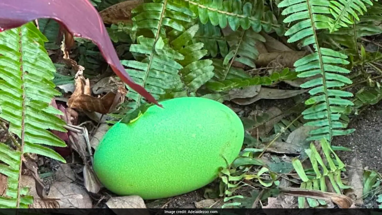 Cassowary Lays Rare Bright Green Egg At Australian Zoo For First Time Since 1992