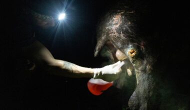 At night, a person with a bright headtorch reaches a gloved, tattooed arm towards a scarred Baird's tapir to treat an open wound on its face, holding a container of red liquid.
