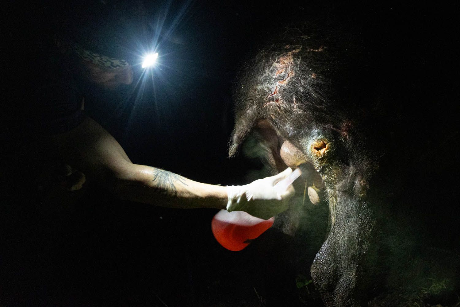 At night, a person with a bright headtorch reaches a gloved, tattooed arm towards a scarred Baird's tapir to treat an open wound on its face, holding a container of red liquid.
