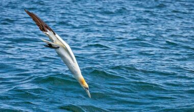 Special vertebrae keep diving seabirds from breaking their necks