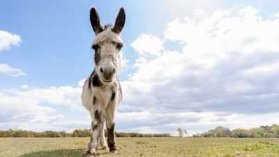 In 2015, researchers began tracking wells dug by wild horses and donkeys in Arizona’s Sonoran Desert; by 2018, they found some supplied up to 74% of available surface water and were used by 57 vertebrate species