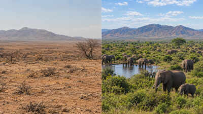 Namibia gave rural communities wildlife rights; elephant numbers rose from about 7,500 in 1995 to 22,800 in 2016 as communal conservancies expanded
