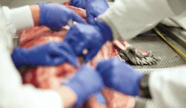 Scientists cut open a dead seal and sieved the contents of its intestines. What they found was shocking