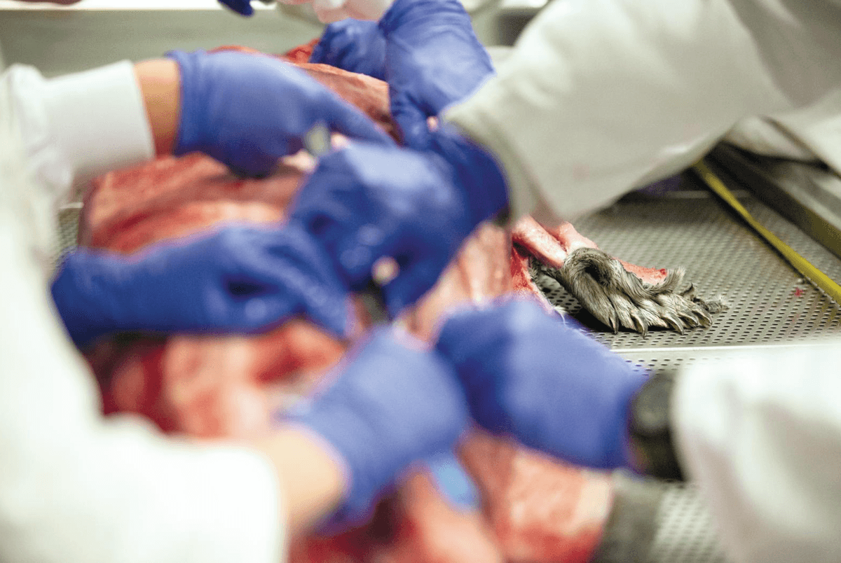 Scientists cut open a dead seal and sieved the contents of its intestines. What they found was shocking
