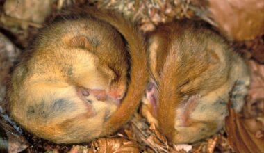Dormouse sleeping Muscardinus avellanarius