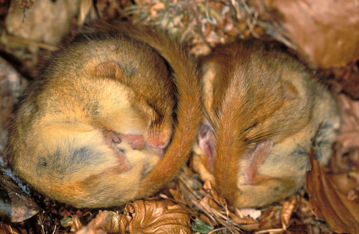 Dormouse sleeping Muscardinus avellanarius