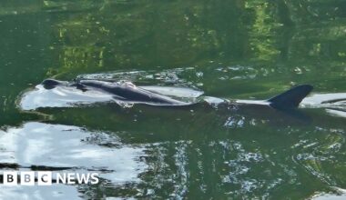 Dolphin swimming in Ipswich river freed by fire crews and divers