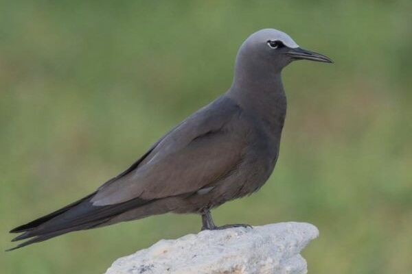 A brownish bird standing on a white rock.