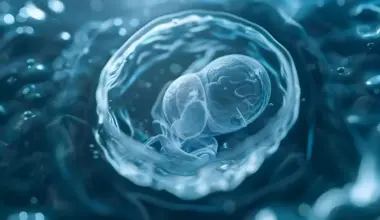 Human Embryo Models Show Important Biological Differences